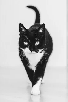 Cat walking through a room, soft colors and a relaxed atmosphere.