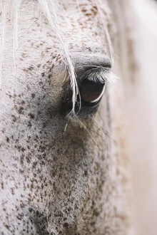 Close-up of an Arab mare's eye, gentle colors and calm expression.