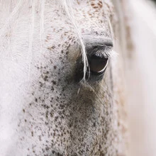 Close-up of a horse's eye with gentle light reflections