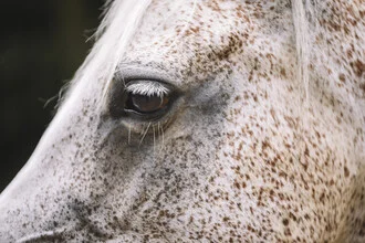 Close-up of a horse with a gentle expression and warm light.
