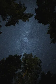 Photo art by Max Saeling: night sky over a calm forest with stars