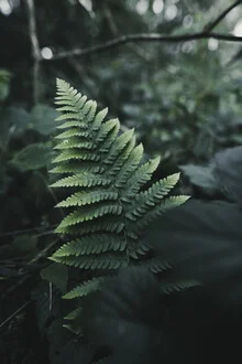 Sanfter Farn im Wald, harmonische grüne Blätter mit weichem Licht