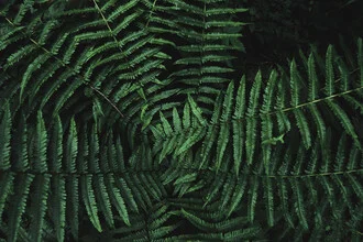Colorful arrangement of ferns from a bird's-eye view, soft colors and harmonious composition