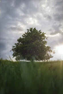Photo art by Max Saeling: gentle sunlight through clouds and over a tree