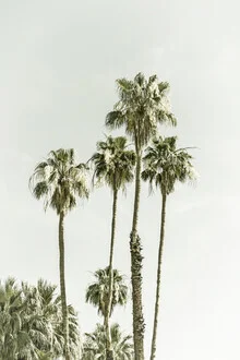 Photo art by Melanie Viola: palm trees at the beach in a warm vintage style