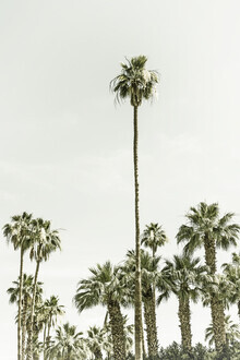 Melanie Viola, Palm Trees Summertime | Vintage