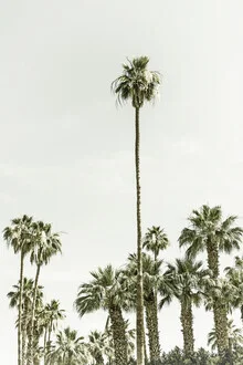 Photo art featuring palm trees in summer, warm light, and a relaxed vacation vibe