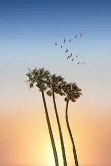 Melanie Viola, Palm trees and sunset