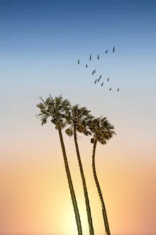 Photo art by Melanie Viola: palm trees against a serene sunset at the beach.