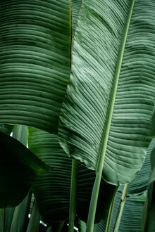 Photo art by Mareike Böhmer: tropical leaves of a banana plant