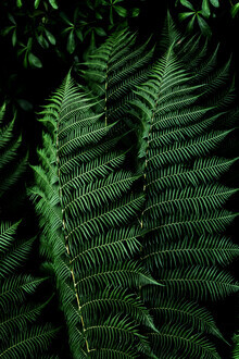 Mareike Böhmer, Fern 3 (Germany, Europe)