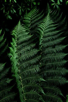 Fern 3 - Fineart photography by Mareike Böhmer