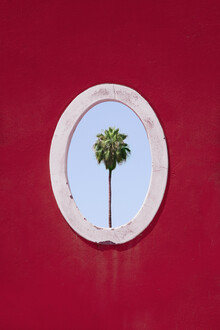 Rupert Höller, Palm Tree Portrait (Italy, Europe)