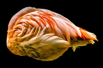 Sleeping flamingo in soft pink and red tones, peaceful nature scene.