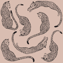 Genna Campton, Pink Leopard Love (Australien, Australien und Ozeanien)