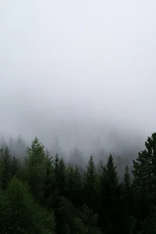 Photo art by Max Saeling: misty forest with tall coniferous trees