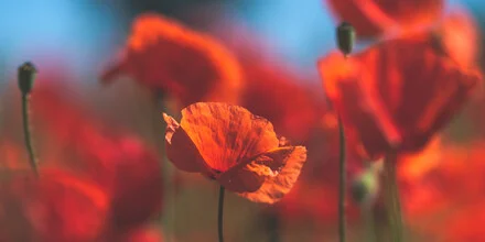 Nahaufnahme von roten Mohnblumen mit sanften Bokeh-Hintergrund.