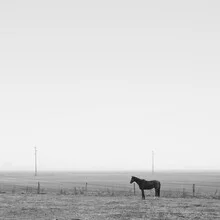 A horse in a meadow gently enveloped in soft fog