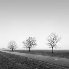 Photo art by Thomas Wegner: calm winter landscape with trees in fog