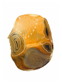 The Artcircle, Golden Glow von Katherine Heald (Australien, Australien und Ozeanien)