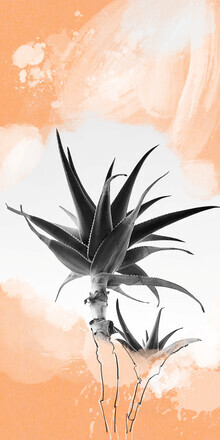 Sabine Israel, Cactus