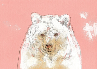 Sabine Israel, Polar bear (Germany, Europe)