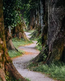 Fotokunst von André Alexander: Weg durch einen ruhigen Wald mit Bäumen