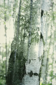 Photo art by Nadja Jacke: double exposure of birch trees in autumn light