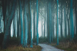 Misty forest path in Mecklenburg-Vorpommern, calm autumn atmosphere