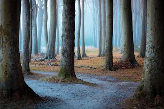Photo art by Martin Wasilewski: tranquil forest in fog from Mecklenburg-Vorpommern