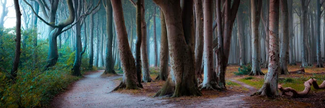 Photo art by Martin Wasilewski: autumn coastal forest in fog