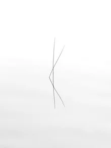 botanical drawing - fotokunst von Holger Nimtz