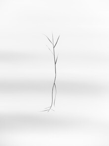 Holger Nimtz, dancing reed