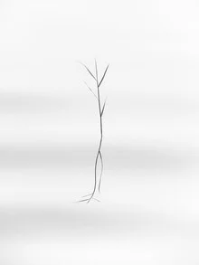 dancing reed - fotokunst von Holger Nimtz
