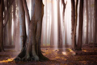 Waldaufnahme mit sanften Lichtstrahlen, Nebel umhüllt die Bäume