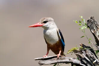 Photo art by Angelika Stern: Grey-Headed Kingfisher perched on a branch in South African light