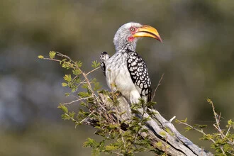 Gelbschnabeltoko posiert entspannt auf einem Ast in Südafrika.