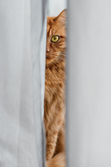 AJ Schokora, Cat Eye
