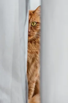 Cute cat with big eyes peering through a curtain.