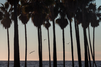 AJ Schokora, Palm Tree Sunset