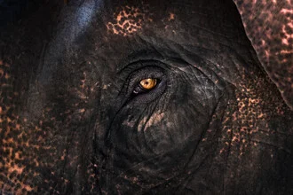 Close-up of an elephant's eye showcasing fine texture and a gentle aura.