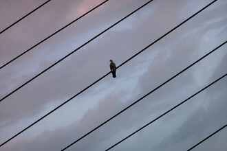 AJ Schokora, Bird on a Wire