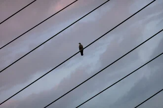 Photo art: A bird on a wire against a cloudy sky at dusk.