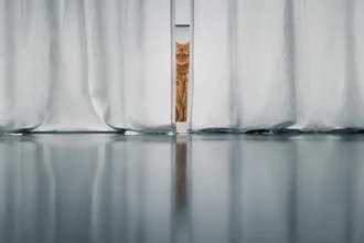 Photo art of a cat with a slightly scary stare from China
