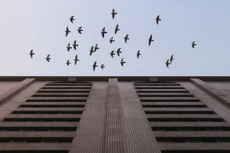 Photo art by AJ Schokora: Birds flying over the city of Shanghai under a clear sky.