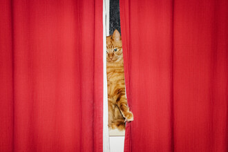 AJ Schokora, Cat Curtains
