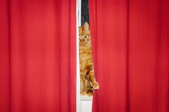 Cat Curtains - Fineart photography by AJ Schokora