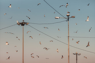 AJ Schokora, Feeding Frenzy