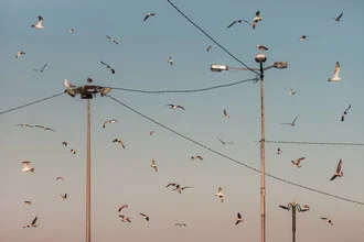 Fotokunst von AJ Schokora: Möwen füttern in Istanbul, mit geometrischen Linien