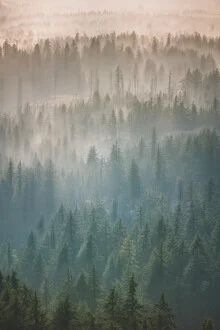Oregon Forest Fog - Fineart photography by AJ Schokora